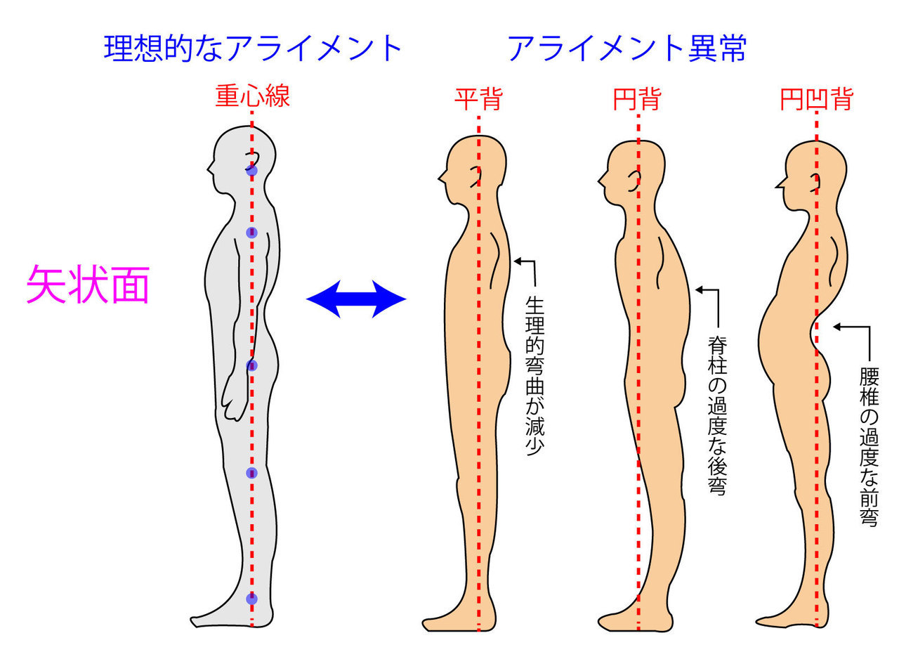 矢状面の理想的なアライメント