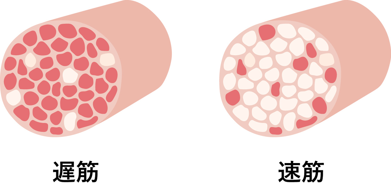 遅筋と速筋の画像