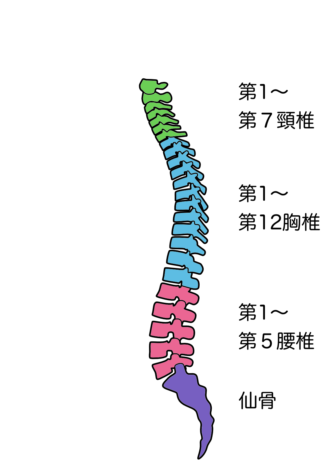 横から見た背骨のイラスト