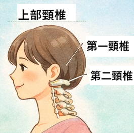 上部頸椎の位置