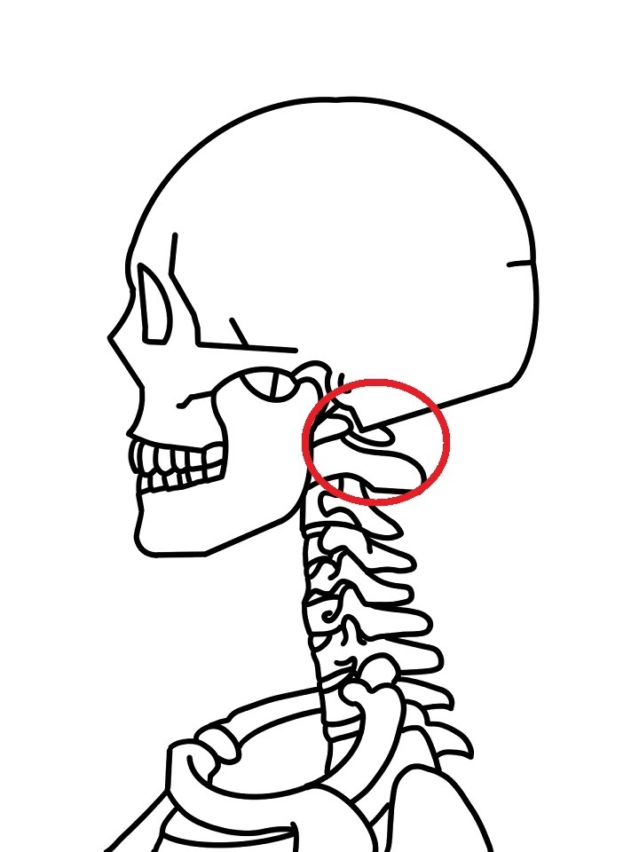 横から見た上部頸椎を示す画像