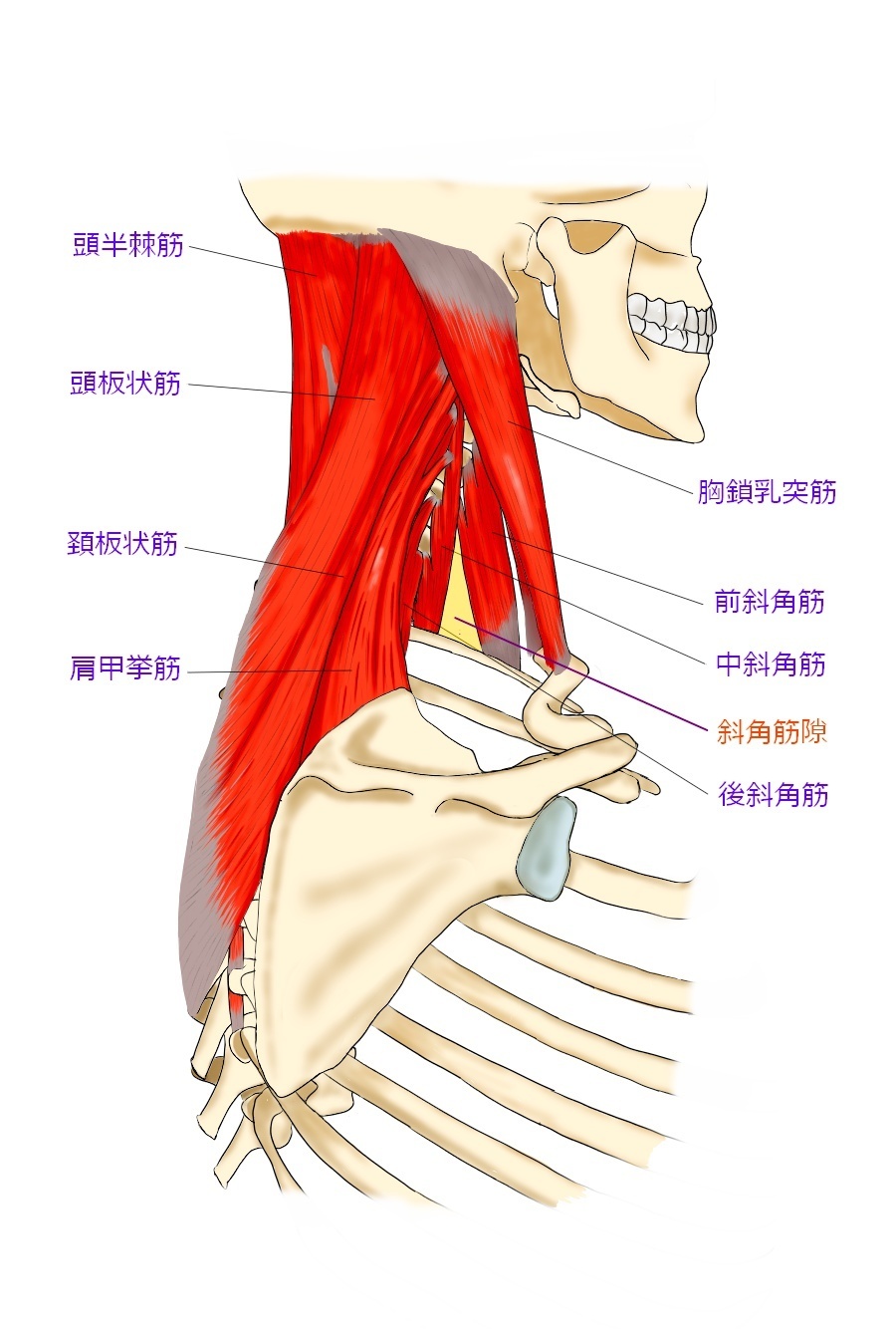 首の筋肉の画像