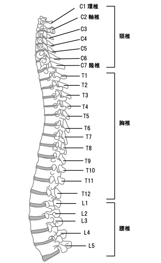 横から見た背骨
