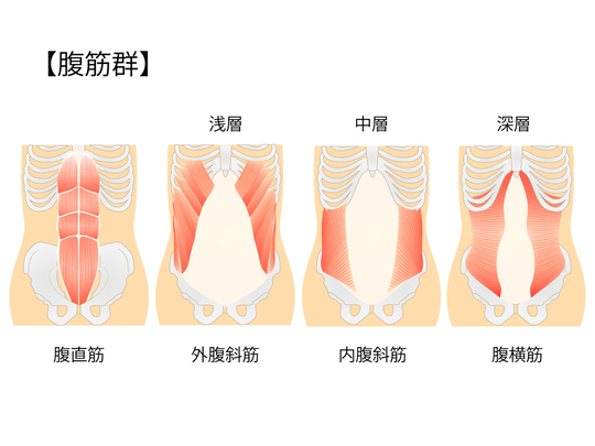 腹筋群の画像