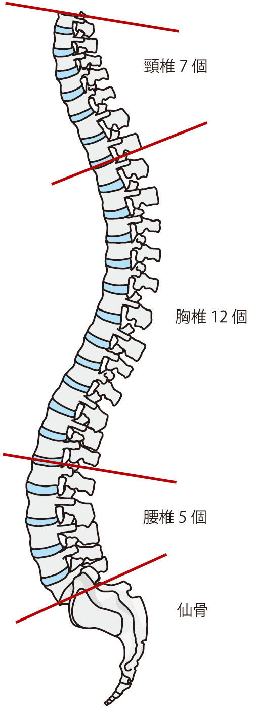 横から見た正常な背骨の画像